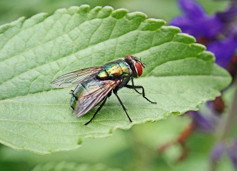Common Pests