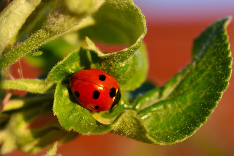 Aphids