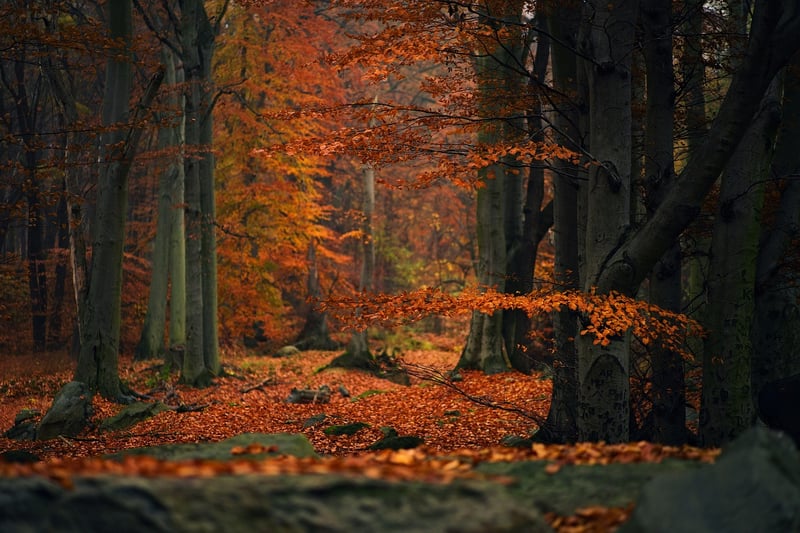 Autumn Garden