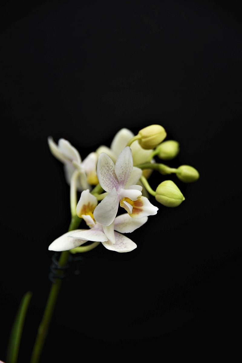 Orchid