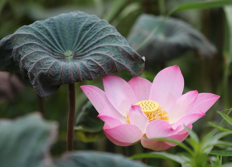 Plant Species