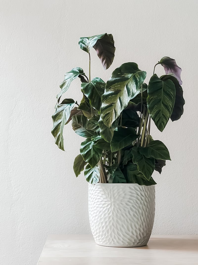 Picture Frame Planters