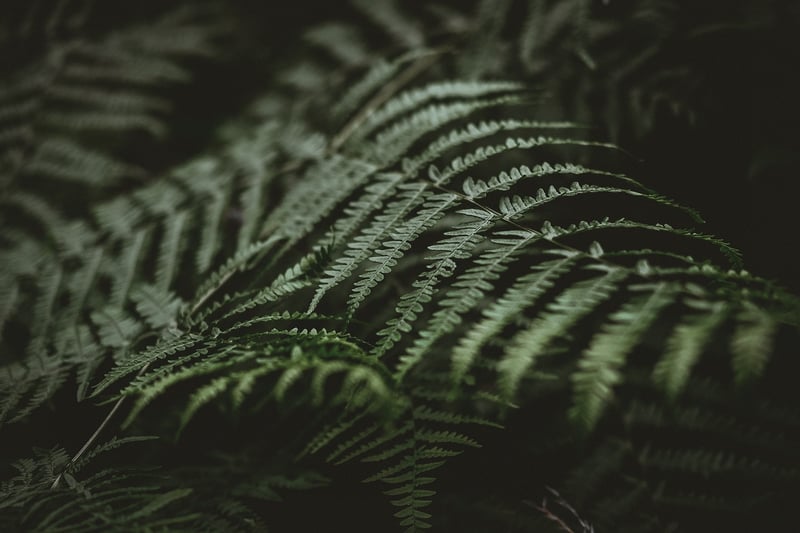 Green plants