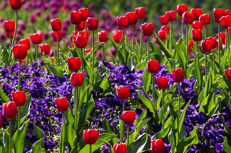 Spring Garden