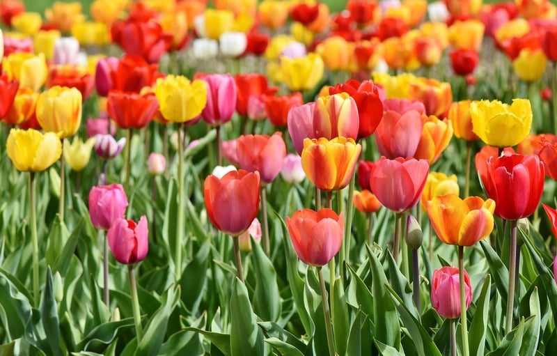 Tulip