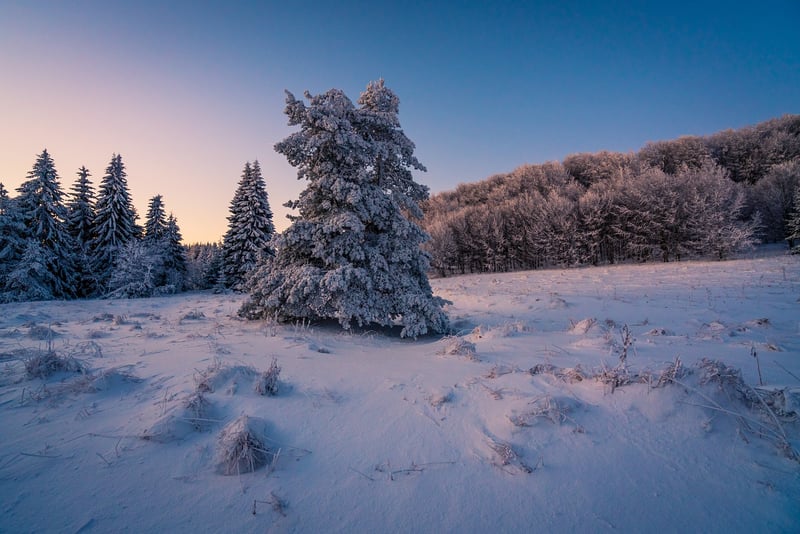 Winter Garden